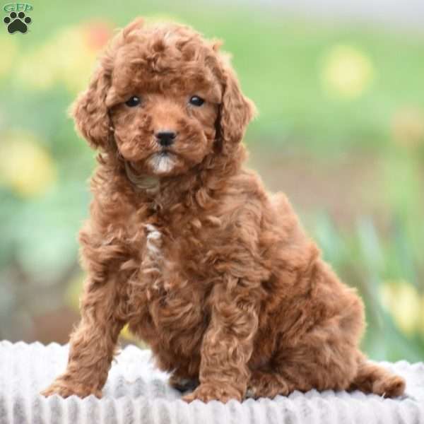 Tilly, Toy Poodle Puppy